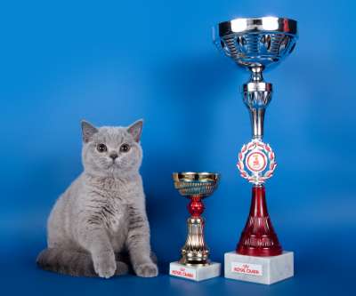 �������� ����� '������� ���-�����' 30 ������-1 ������� 2013� 90_best1_kitten_opp_sex_IMG_3503 copy.jpg